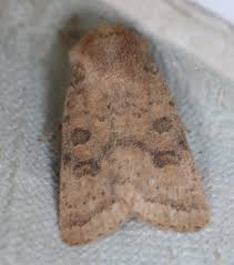 Attēlu rezultāti vaicājumam “Hoplodrina octogenaria”