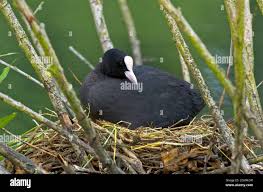 Attēlu rezultāti vaicājumam “Fulica atra nest”