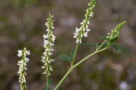 Attēlu rezultāti vaicājumam “Melilotus wolgicus”