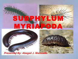 Attēlu rezultāti vaicājumam “Myriapoda”