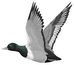 Image result for Aythya marila