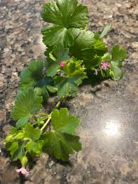 Attēlu rezultāti vaicājumam “Geranium pusillum leaf”