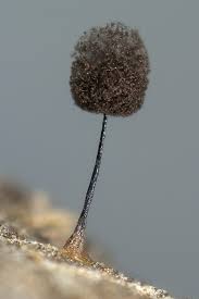 Attēlu rezultāti vaicājumam “Comatricha laxa macro”