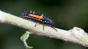 Attēlu rezultāti vaicājumam “Leiodidae larva”