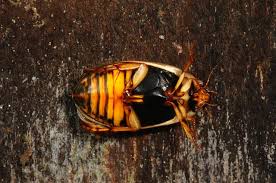 Attēlu rezultāti vaicājumam “Rhantus frontalis”