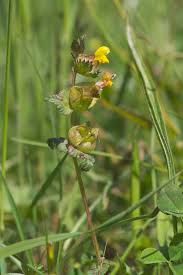 Attēlu rezultāti vaicājumam “Rhinanthus serotinus flower”