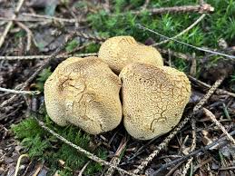 Attēlu rezultāti vaicājumam “Sclerophora pallida”