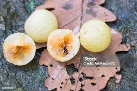 Attēlu rezultāti vaicājumam “Cynips quercusfolii”