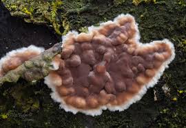 Attēlu rezultāti vaicājumam “Cylindrobasidium evolvens”