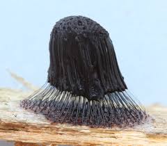 Attēlu rezultāti vaicājumam “Stemonitis pallida var. rubescens”