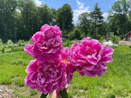 Attēlu rezultāti vaicājumam “Paeonia lactiflora flower”