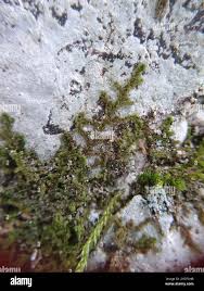 Attēlu rezultāti vaicājumam “Ptilidium pulcherrimum”