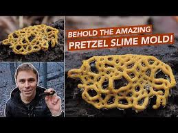 Attēlu rezultāti vaicājumam “Hemitrichia serpula”