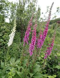 Attēlu rezultāti vaicājumam “Digitalis purpurea”