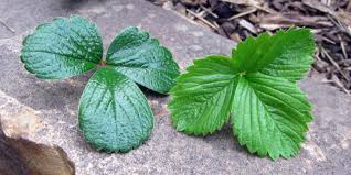 Attēlu rezultāti vaicājumam “Fragaria vesca leaf”