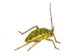 Attēlu rezultāti vaicājumam “Lygus nymph nymph”