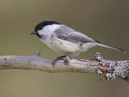 Attēlu rezultāti vaicājumam “Poecile montanus adult”