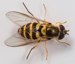 Attēlu rezultāti vaicājumam “Syrphus sp. imago”