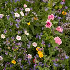 Image result for Marienglockenblumen