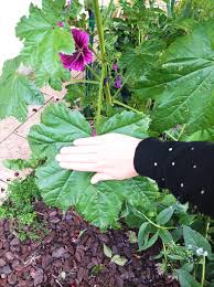 Image result for Malva sylvestris var. mauritiana