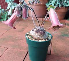 Image result for Sinningia