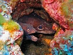 Image result for Conger conger