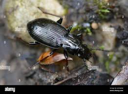 Attēlu rezultāti vaicājumam “Pterostichus oblongopunctatus”