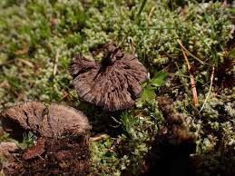 Attēlu rezultāti vaicājumam “Thelephora terrestris”