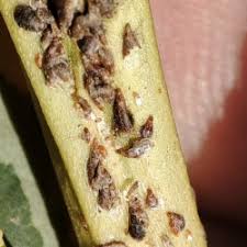 Attēlu rezultāti vaicājumam “Lepidosaphes ulmi”