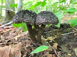 Attēlu rezultāti vaicājumam “Strobilomyces strobilaceus”