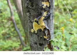 Attēlu rezultāti vaicājumam “Ceriporia”