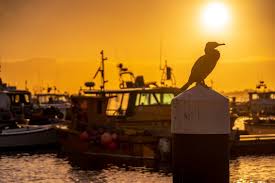 Image result for Poole Harbour