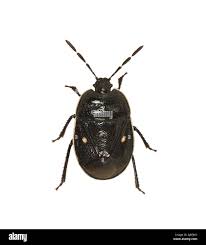 Attēlu rezultāti vaicājumam “Adomerus biguttatus”