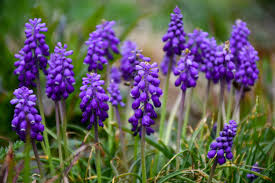 Attēlu rezultāti vaicājumam “Muscari neglectum”