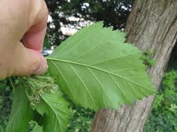 Attēlu rezultāti vaicājumam “Crataegus chrysocarpa”