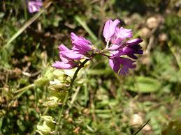 Attēlu rezultāti vaicājumam “Polygala comosa flower”