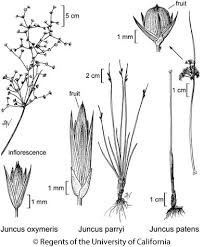 Attēlu rezultāti vaicājumam “Juncus bulbosus fruit”
