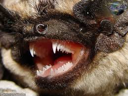 Attēlu rezultāti vaicājumam “Vespertilio murinus”