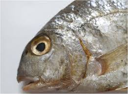 Image result for Rhabdosargus holubi