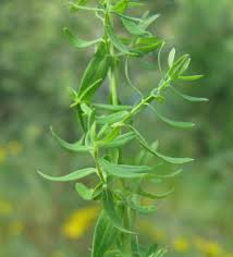 Attēlu rezultāti vaicājumam “Hypericum perforatum leaf”