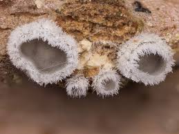 Attēlu rezultāti vaicājumam “Lachnella alboviolascens”