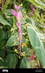 Attēlu rezultāti vaicājumam “Tragopogon heterospermus leaf”