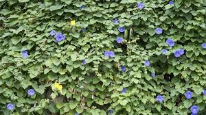 Image result for Prunkwinde