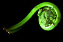 Fiddlehead Glamour