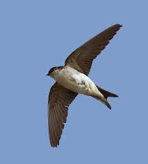 Attēlu rezultāti vaicājumam “Delichon urbicum juvenile”