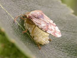 Attēlu rezultāti vaicājumam “Elasmucha grisea imago”