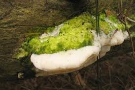 Attēlu rezultāti vaicājumam “Diplomitoporus flavescens”