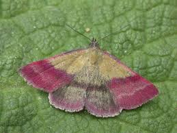 Attēlu rezultāti vaicājumam “Phytometra viridaria”