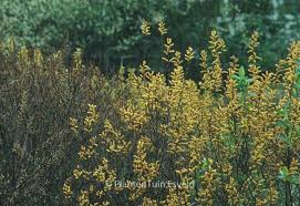Attēlu rezultāti vaicājumam “Myrica gale leaf”