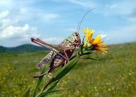 Attēlu rezultāti vaicājumam “Decticus verrucivorus”